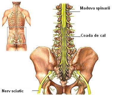 Creierul inferior  brainstem si maduva spinarii